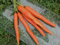 bunch of carrots